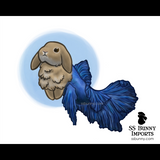 10x8 Betta fish lop merbun print